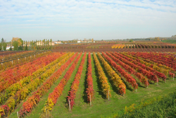 i colori dell'autunno dall'argine del secchia