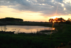 oasi manzolino al tramonto
