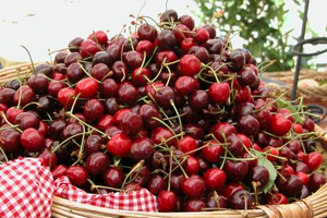cesto di ciliegie a vignola