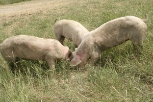 azienda agricola il tiè