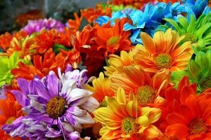 fiori multicolori